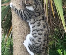 lost. tabby cat