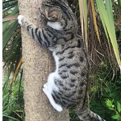 lost. tabby cat