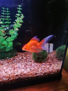 Juwel fish tank