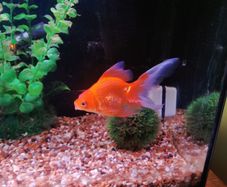 Juwel fish tank