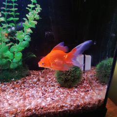 Juwel fish tank
