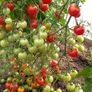 Red Cocktail Tomato "Idyll" Seeds- Lycopersicon esculentum Mill Image 5