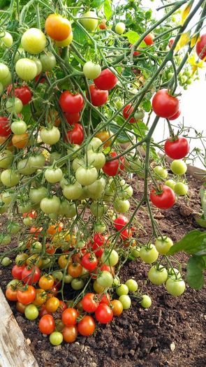 Red Cocktail Tomato "Idyll" Seeds- Lycopersicon esculentum Mill