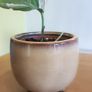I'epipremnum N'Joy Plant Image 2