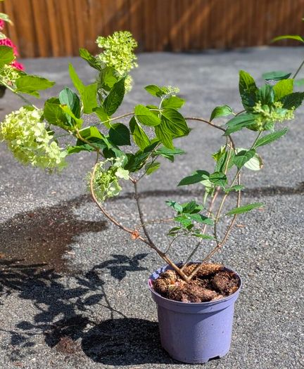 Hydrangea