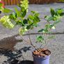 Hydrangea Image 2