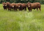 Limousin bulls