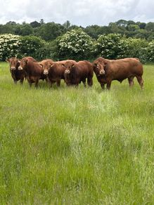 Limousin bulls
