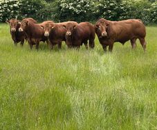 Limousin bulls