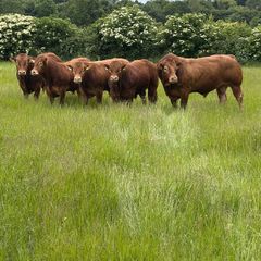 Limousin bulls