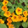 Nasturtium Seeds Image 8