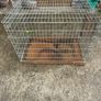 Dog cage Image 2