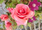 Fragrant Rose Seeds