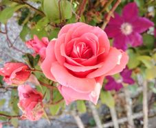 Fragrant Rose Seeds