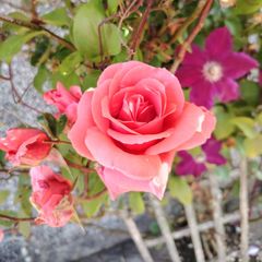 Fragrant Rose Seeds