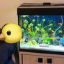 Two Fluval fish tanks and a unit including all accessories required Image 8