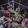 Tradescantia zebrina Image 3