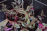 Tradescantia zebrina