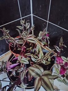 Tradescantia zebrina