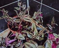 Tradescantia zebrina