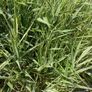 Ornamental Grass - Variegated Ribbon Grass Image 2