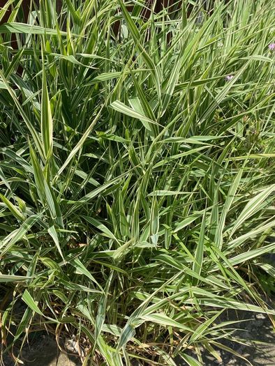 Ornamental Grass - Variegated Ribbon Grass