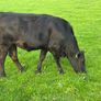 LMX - Organic heifers Image 5