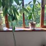 avocado plants Image 4