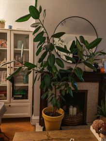 ficus flower