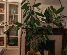 ficus flower