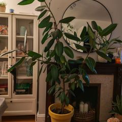 ficus flower