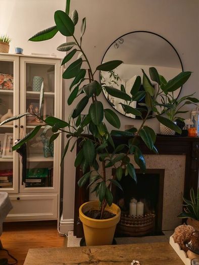 ficus flower