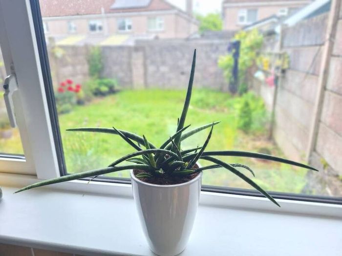African Spear Plant in Ceramic Pot
