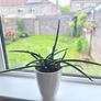 African Spear Plant in Ceramic Pot Image 2