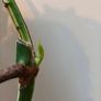 No.79 Monstera Albo Fresh cutting Image 3