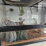 reptile tank Image 2
