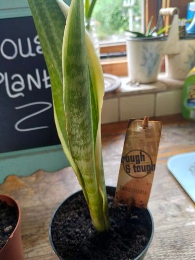 Mother in laws tongue house plant
