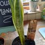Mother in laws Tongue House plant Image 3