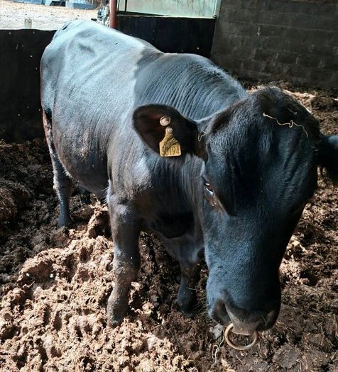 Pedigree registered Angus bull