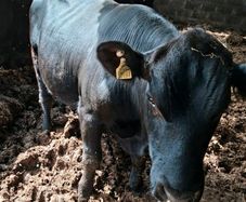 Pedigree registered Angus bull
