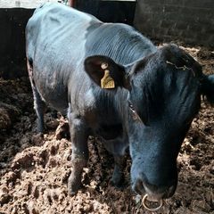 Pedigree registered Angus bull