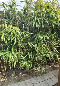 garden bamboo