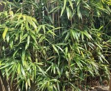 garden bamboo