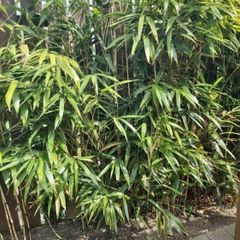 garden bamboo