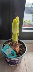 White Amoralis plant