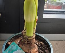 White Amoralis plant