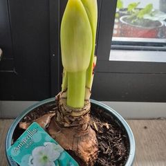 White Amoralis plant
