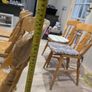 5 Wooden Chairs Image 6