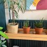 plant shelfs 2x including plants Image 2