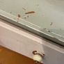 Kitchen dresser Image 4